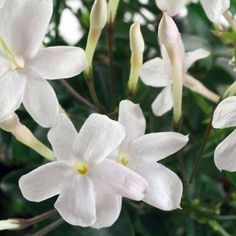 white flowers with green leaves in the background