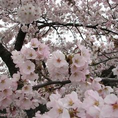 pink flowers are blooming on the branches of trees