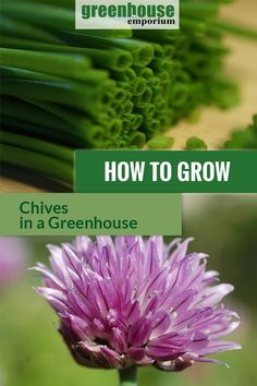 how to grow chives in a greenhouse