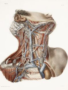 an image of the back of a man's head and neck with branches attached to it