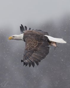 an eagle flying through the air with it's wings spread out in the snow