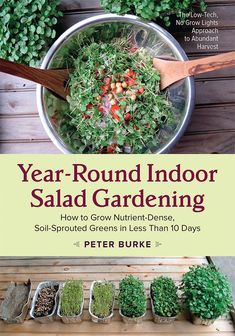 year - round indoor salad gardening how to grow nutritious, soil - sprouted greens in less than 10 days