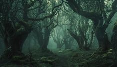 a forest filled with lots of trees covered in green moss