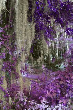 purple flowers and moss growing on trees in the woods