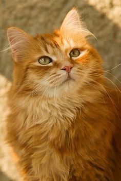 an orange cat with green eyes looking up