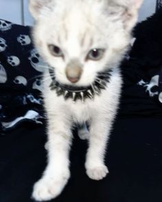 a white kitten wearing a black collar with skulls on it's sides and eyes