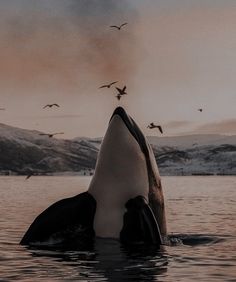 an orca in the water with birds flying around