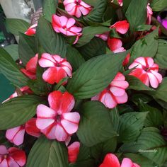 pink and white flowers with green leaves in the background