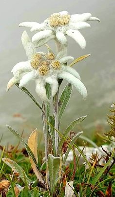 some white flowers are growing in the grass