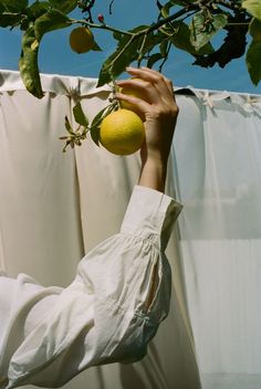 a woman reaching up to pick an orange from a tree in front of a curtain