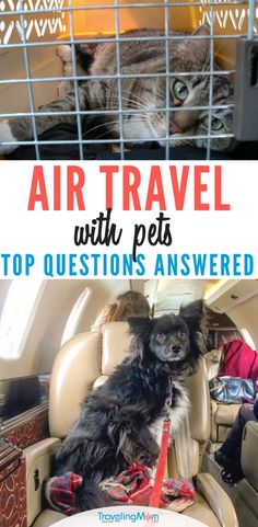 a cat sitting on top of a chair next to a dog in a cage with the caption air travel with pets