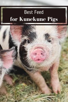 two small pigs with the words best feed for kunnkune pigs over them's face