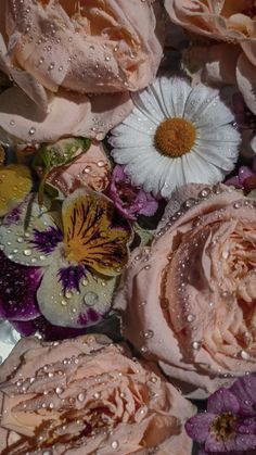 some pink and white flowers with water droplets on them