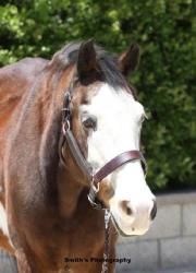 a brown and white horse standing next to a brick wall with trees in the background