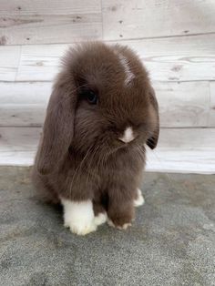 a small brown and white rabbit sitting on top of a cement floor next to a wooden wall