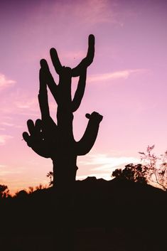 the silhouette of a cactus against a purple sky