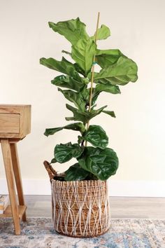 a plant in a basket on the floor