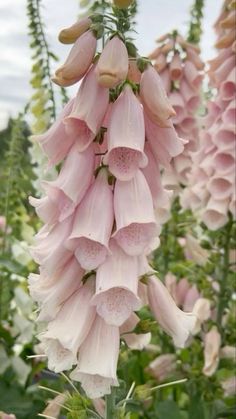 pink flowers are blooming in the garden