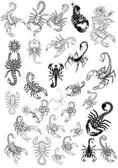 the scorpion tattoo designs are drawn in black and white, with different types of scorpions