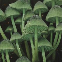 a group of green mushrooms with lights on them