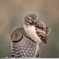 an owl is standing on its hind legs