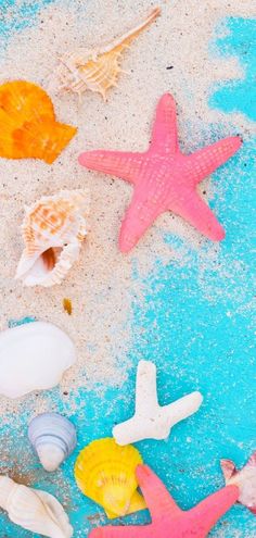 various seashells and starfish on the beach