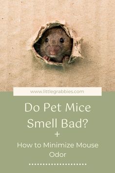 a mouse peeking out of a hole with the words do pet mice smell bad?