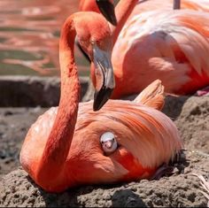 three flamingos are sitting on the rocks by the water and looking at each other