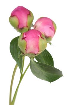 three pink peonies with green leaves on white background royalty images and clippings