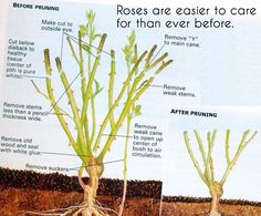 an image of the parts of a plant that is in root position and labeled with names