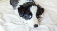 a black and white dog laying on top of a bed