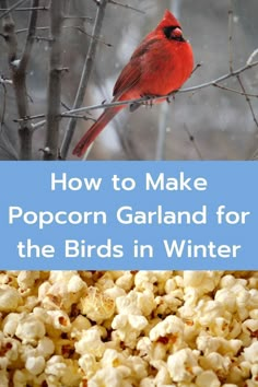 a red bird sitting on top of a tree next to popcorn