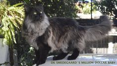 a fluffy black cat standing on top of a car