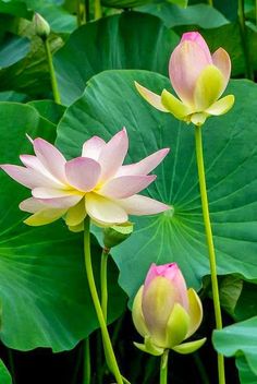 two pink and yellow flowers are in the middle of some green leafy water lilies