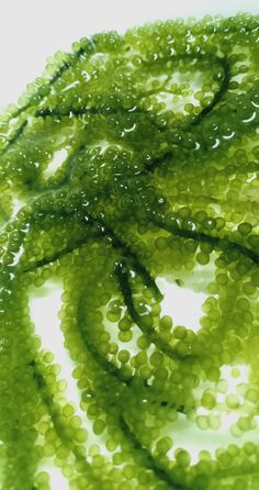 a close up view of some green plants with water droplets on it's leaves