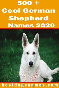 a white german shepherd dog sitting in the grass with his name on it's front cover