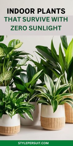 The 13 best low light house plants and plants for dark rooms that thrive as indoor plants for dark rooms or low light plants indoor. Perfect household plants and best indoor plants for decorating dark rooms with style. Dark Room Plants, Plants For Dark Rooms, Indoor Plants For Low Light, Plants Low Light, Plants For Low Light, Low Light House Plants, Room Plants, Dark Rooms, Indoor Plants Low Light