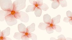 pink flowers on white background with orange centers