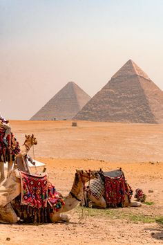 two camels sitting in the desert with pyramids in the background