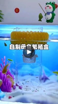 an aquarium filled with lots of different types of fish in it's water tank