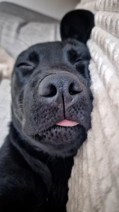 a black dog laying on top of a bed next to a white blanket with its tongue hanging out