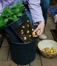 a facebook page with an image of potatoes growing out of a potted planter