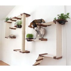 two cats are sitting on the cat tree and one is playing with his toy, while the other looks at its surroundings