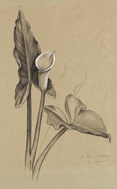 Calla Lily Drawing Pencil, Vintage Pencil Drawings, Calla Lily Sketch, Calla Lily Drawing, Danica Sills, Luigi Lucioni, Lily Sketch, Lilies Drawing, Flower Drawing Tutorials