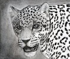 a pencil drawing of a cheetah