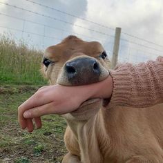 a person petting a brown cow with its tongue out and it's face close to the camera