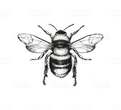 a black and white image of a bee on a white background with the words bees written below it