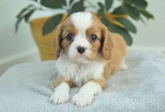 a small brown and white dog laying on top of a blanket next to a potted plant