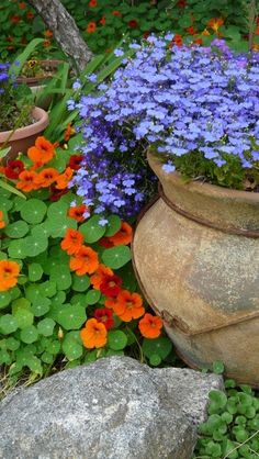 an assortment of flowers and rocks in a garden with blue, orange and red flowers