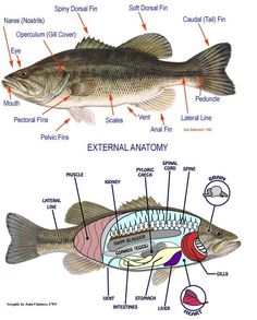 two different types of fish labeled in their body and external anatomy, with labels on each side